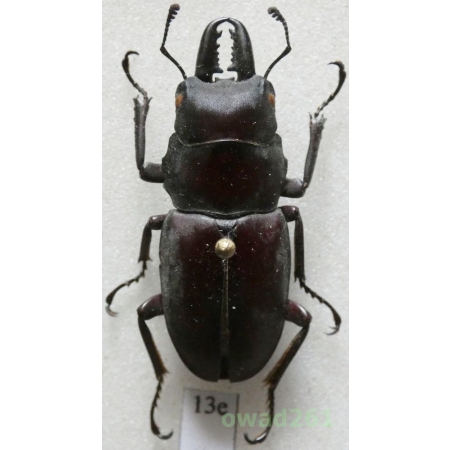 Prosopocoilus gertrudae Arnaud & Lacroix, 1991 34mm Philippines13e